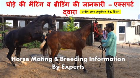 asstr breeding|It's Just a Matter of Breeding .